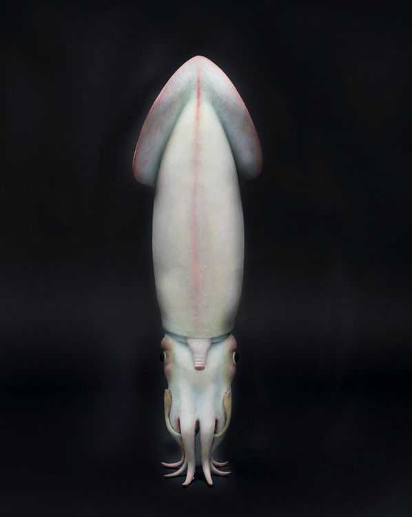 Picture of Squid