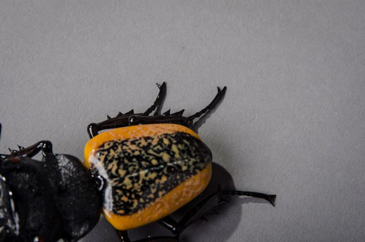 Picture of Stag Beetle