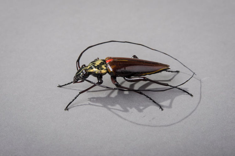 Picture of Sweep Antenna Beetle