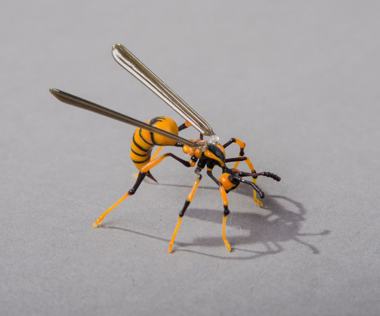 Picture of Wasp