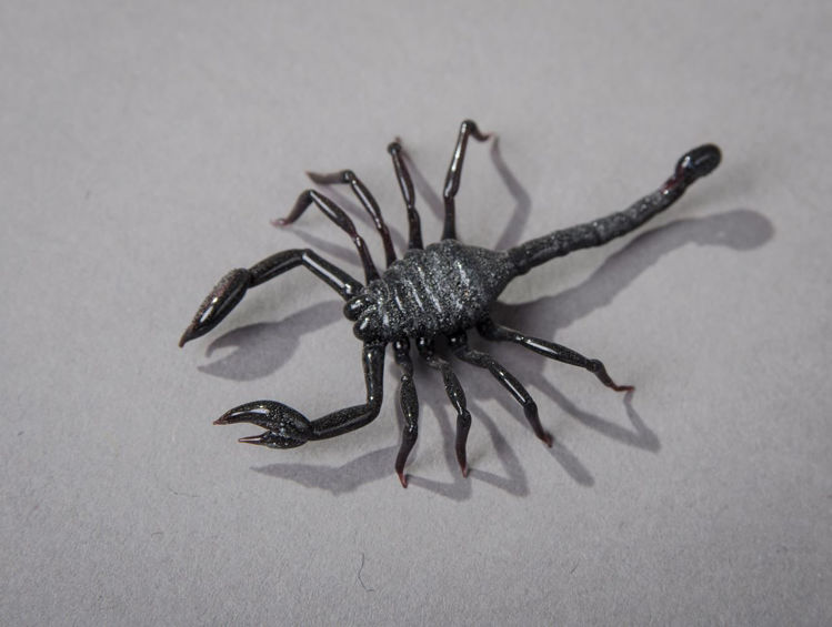 Picture of Scorpion