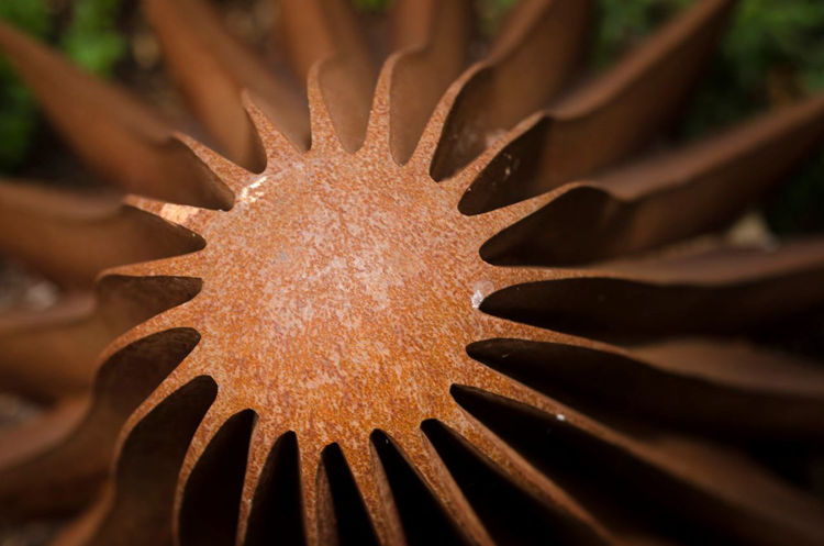 Picture of Seed Pod