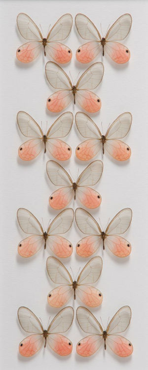 Picture of Mounted Pink Butterflies