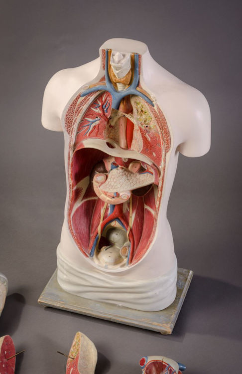 Picture of Torso Medical Model