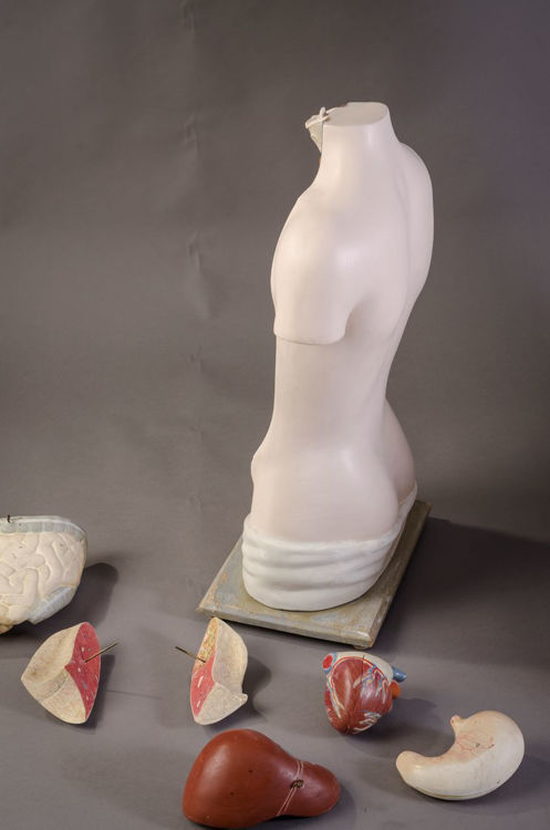 Picture of Torso Medical Model