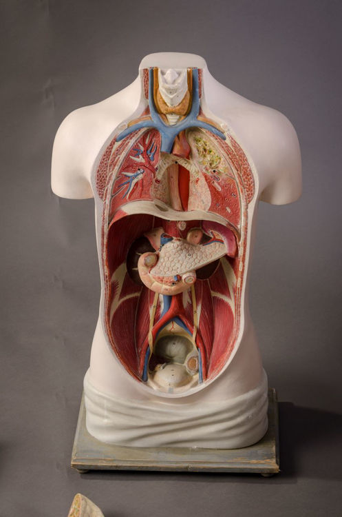 Picture of Torso Medical Model