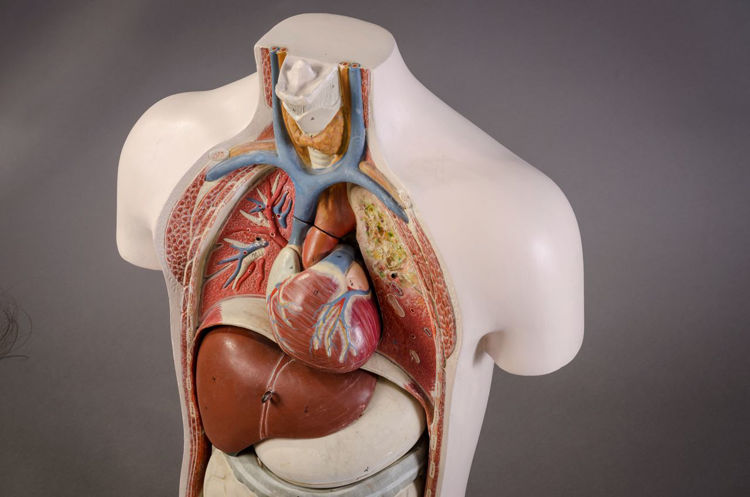 Picture of Torso Medical Model