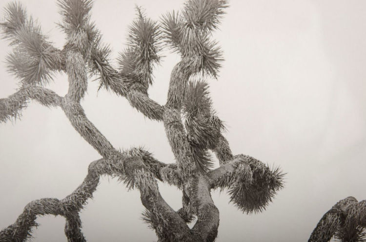 Picture of Joshua Tree