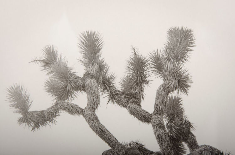 Picture of Joshua Tree