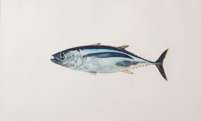 Picture of Albacore