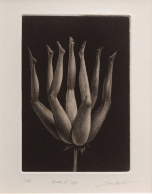 Picture of Flower of Legs