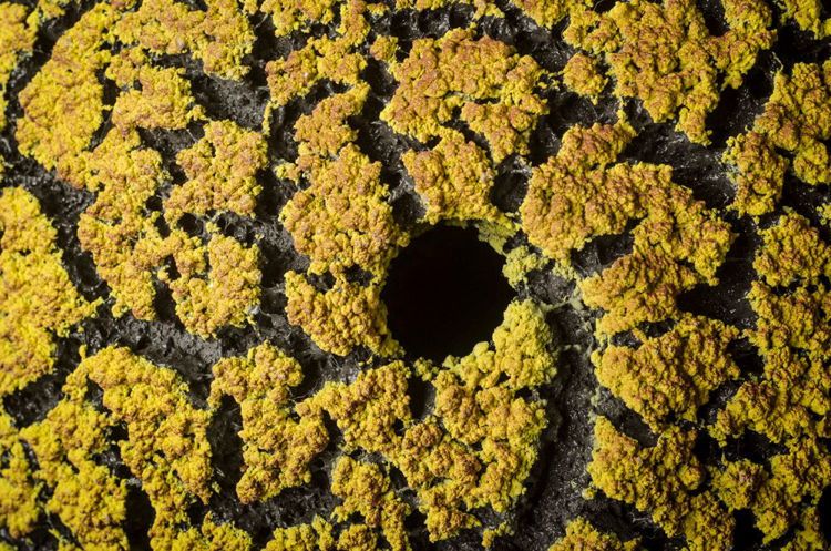 Picture of Yellow/Red Lichen Vase