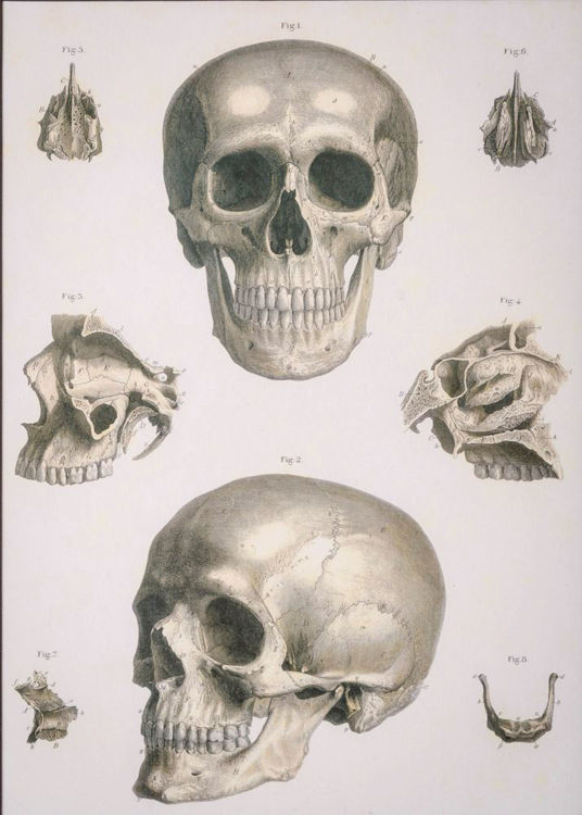 Picture of Anatomical Skull